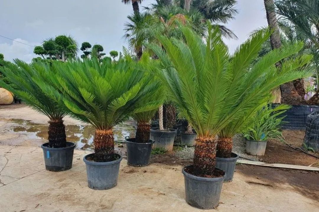Cycas Plant