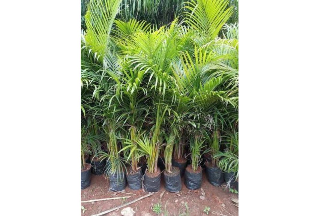 Areca palm