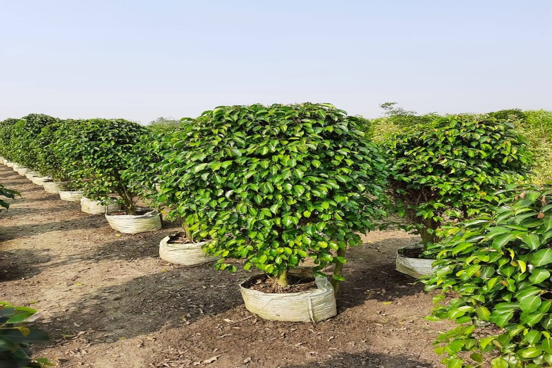 Ficus tree plant