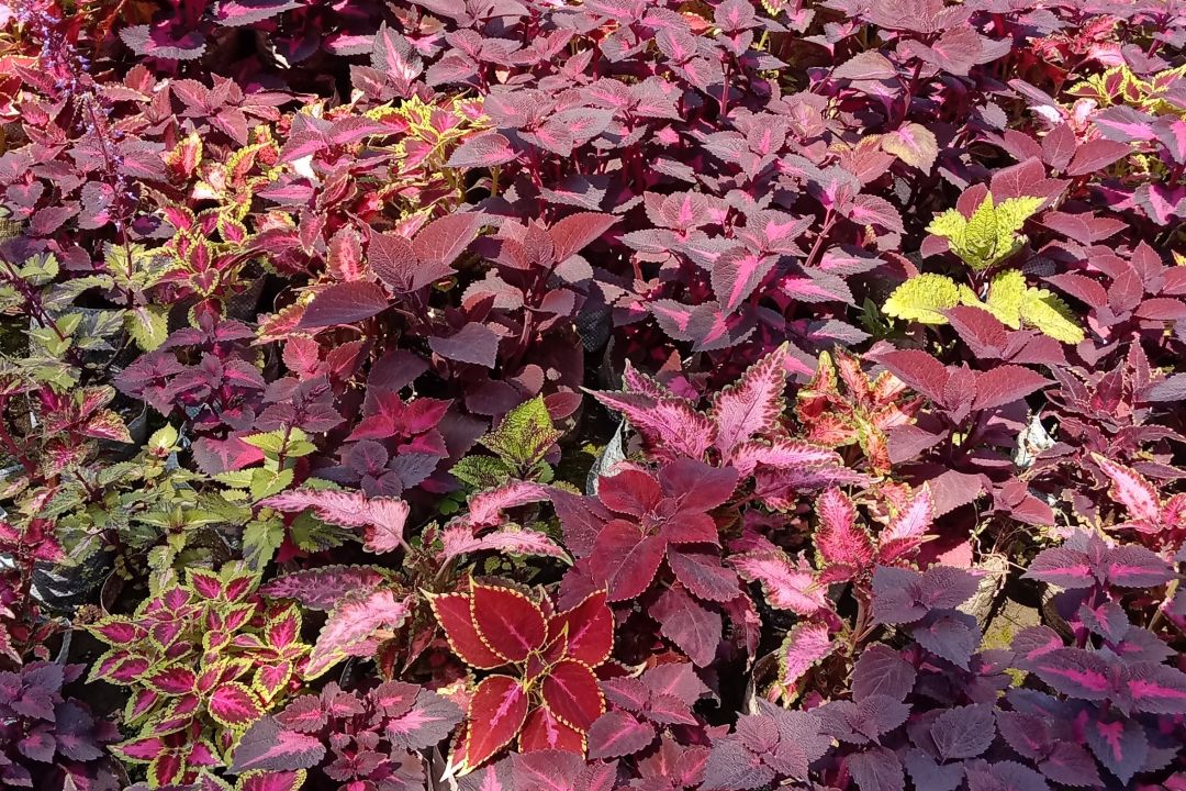 Coleus