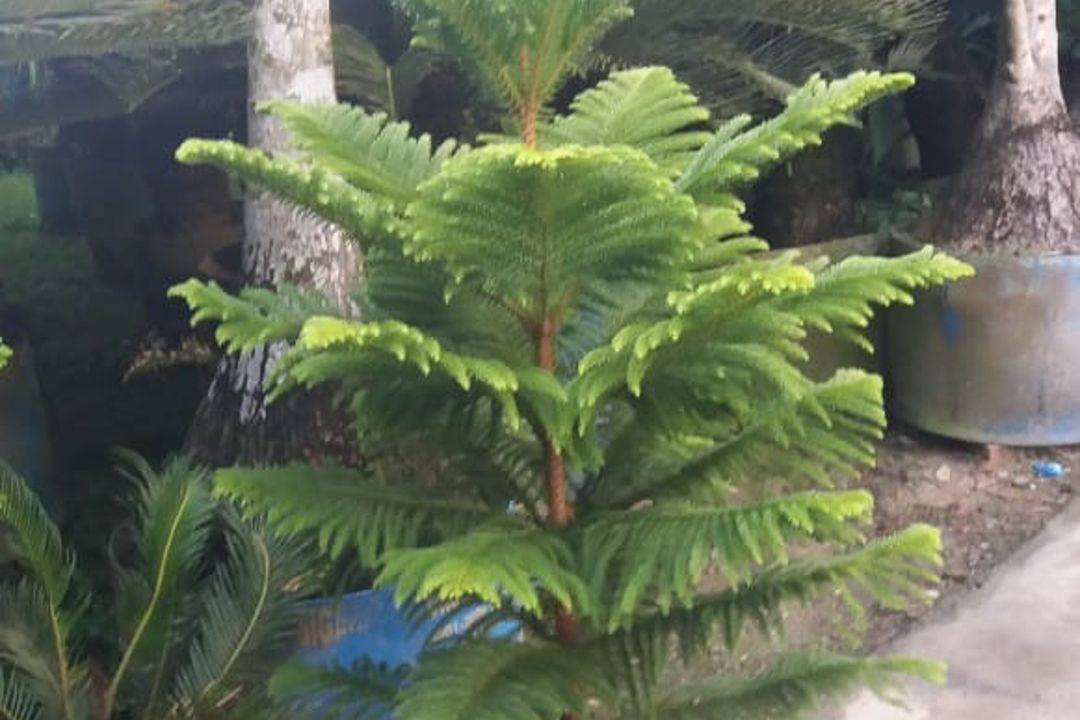 Araucaria cooki