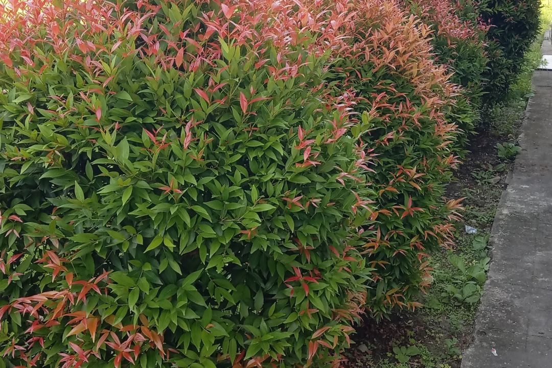 Syzygium outdoor plant