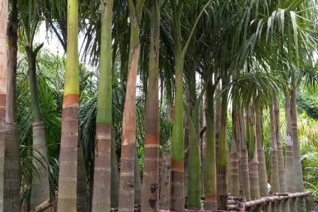 Bottle palm  (12ft)